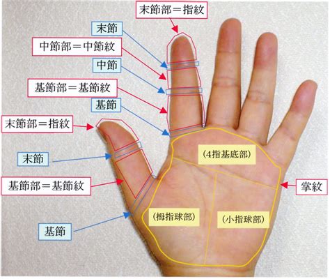 指節紋|指紋